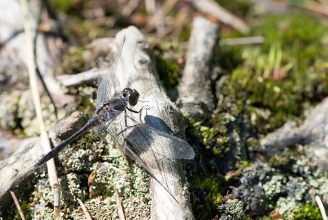 Black darter