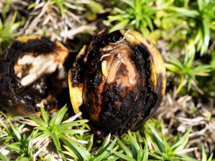 Black walnut
