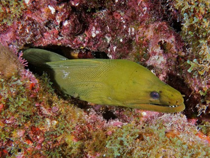 Green moray