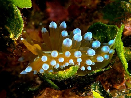 Striped thick-billed slug