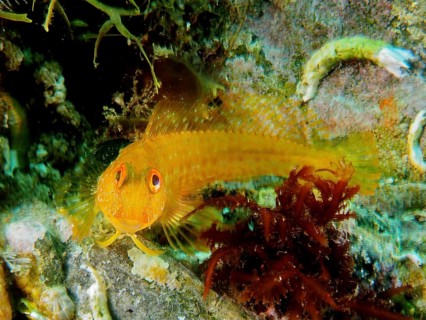 Variable blenny