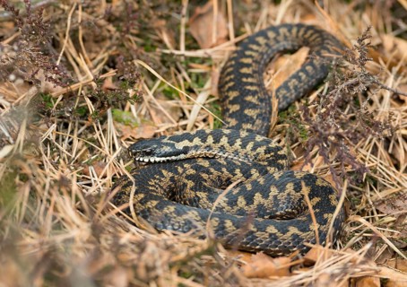 Wild common european viper