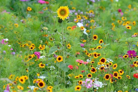 Colourful flowering strip