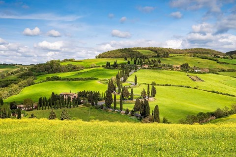 Cypress