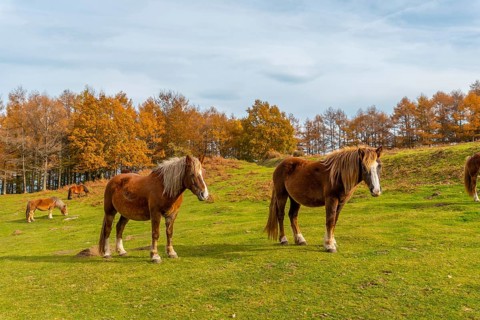 Mount Erlaitz with beautiful horses in freedom in the town of Irun