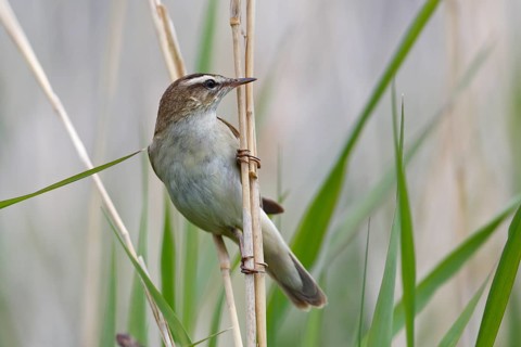 Sedge warbler