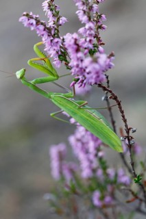 European mantis