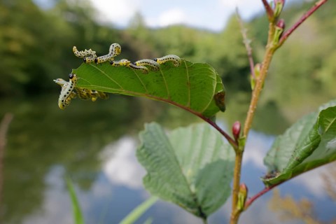 Larval broad-footed alder leaf wasp