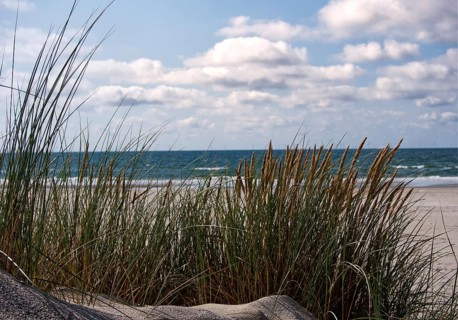 Marram grass