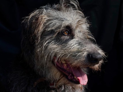 Irish Wolfhound