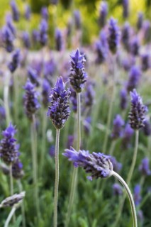 Purple lavender flowers. Vertical shot