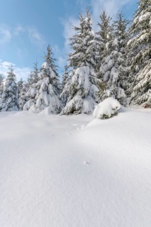 Fir forest under the snow in the mountains. Vosges