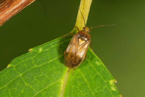 Common meadow bug