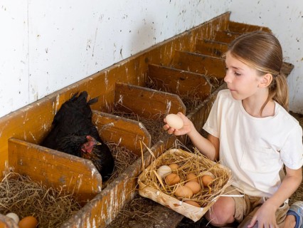 Boy collecting eggs from the nests into a basket in the henhouse