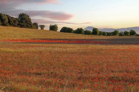Poppy meadow
