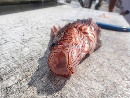 Pacific red lionfish