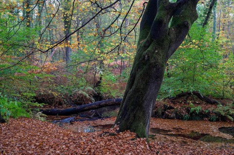 Beech forest in autumn