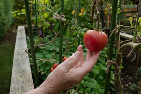 Ripe tomato in raised bed