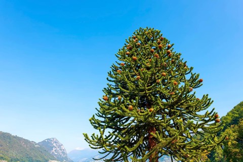 Beautiful Snake Pine or Monkey Tree