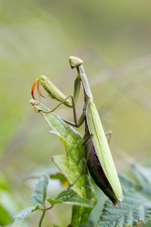 European mantis