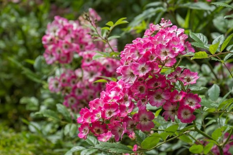 Musk Rose or Rosa-Moschata hybrids