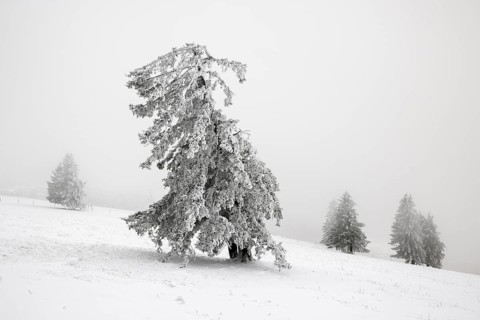 Winter sunset on the mountain with hoarfrost on the trees and fog