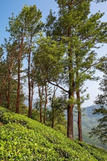 Tea plantation with trees