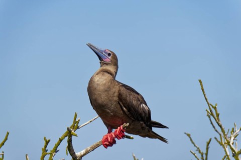 Red-footed Booby
