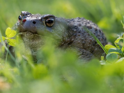 Common toad