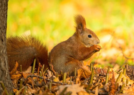 Eurasian squirrel or eurasian red squirrel