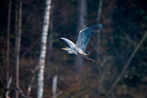 Grey heron