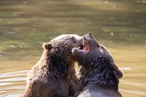 Brown bear in the animal enclosure