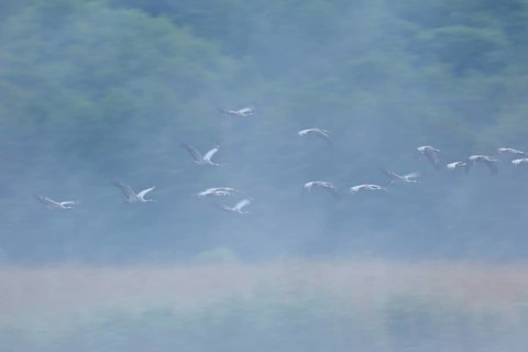Crane