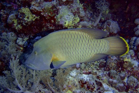 Humphead wrasse