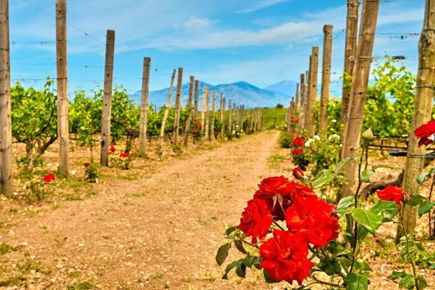 Beautiful landscape with rows of vines
