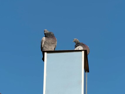 Domestic pigeon