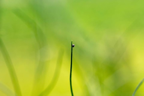 Egg of a swallowtail