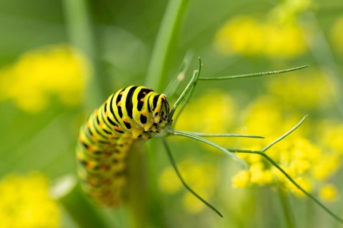 Swallowtail