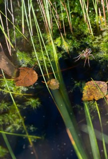 Raft spider