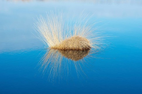 Moor-grass