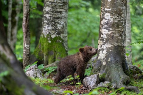 European brown bear
