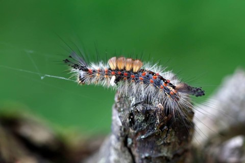 Blackthorn brush moth