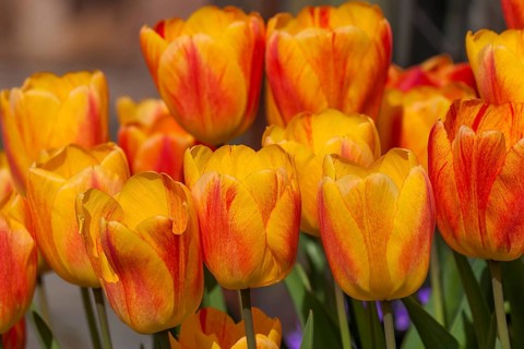 Yellow-red tulips