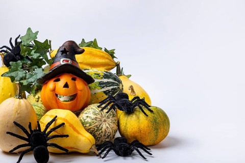 Various ornamental pumpkins with ivy vine