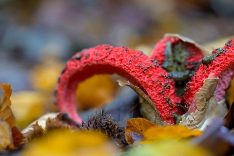 Octopus stinkhorn