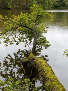 Thick fallen tree trunk with moss and green foliage in the lake