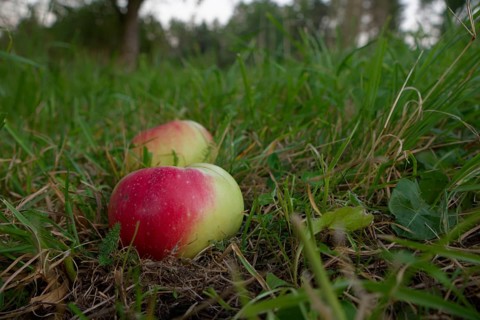 Apple variety Brettacher Apfel
