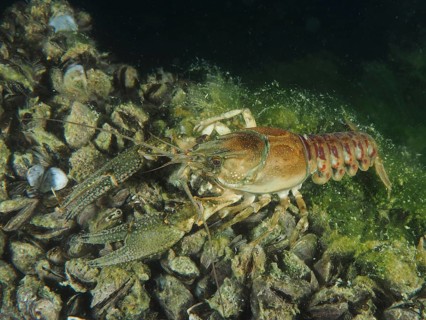 Crayfish