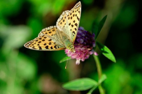 Queen of spain fritillary