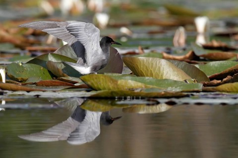 Black Tern